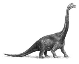Самый высокий. Длинношеий брахиозавр